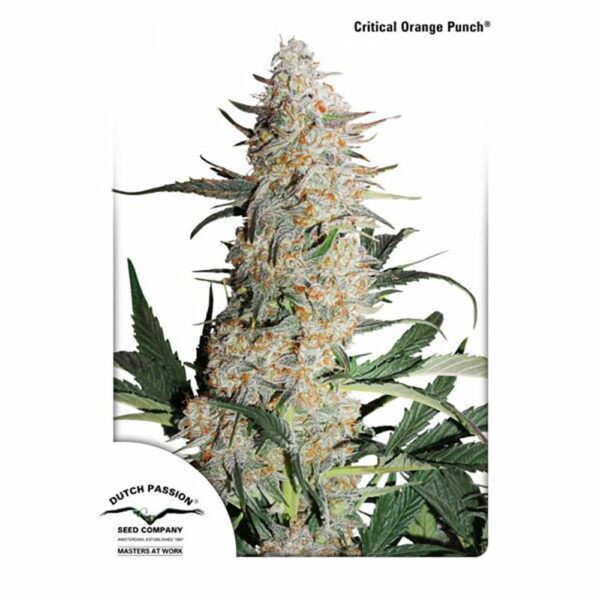 Critical Orange Punch®