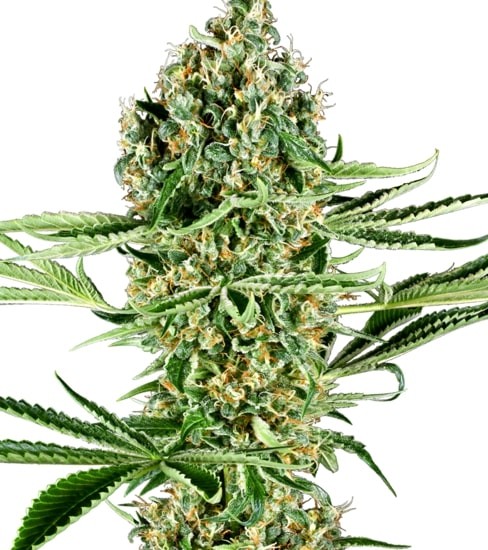Critical Runtz Feminized