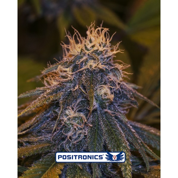 Critical#47 Express