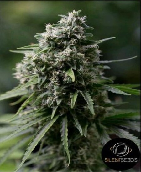 Critical+ 2.0