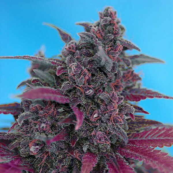 Dark Devil Auto®