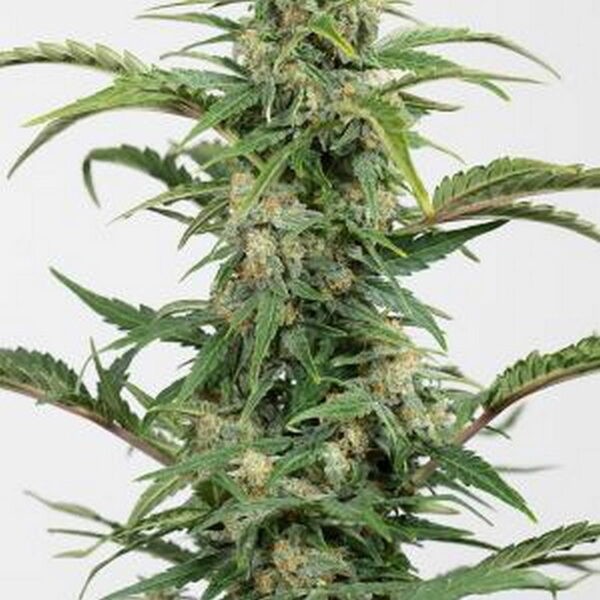 Dinamed CBD Autoflowering