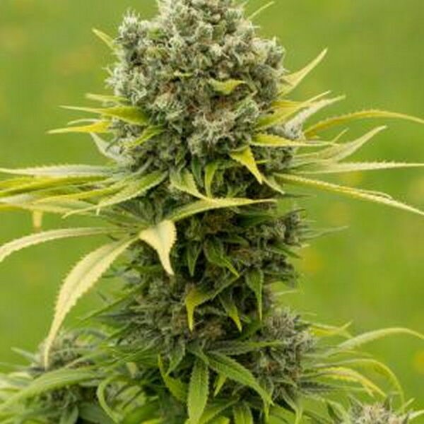 Dinamed CBD Plus