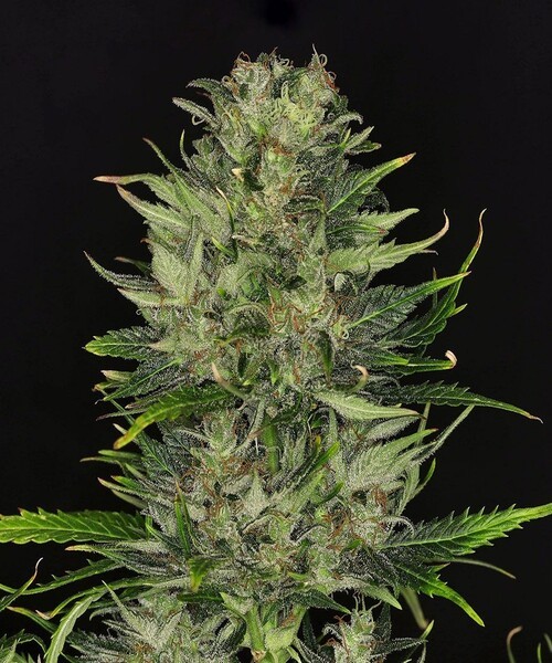 Dosidos Auto