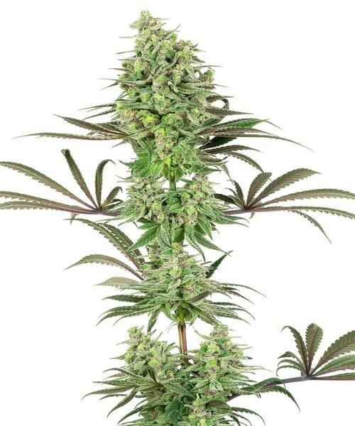 Double Banana Kush Feminized