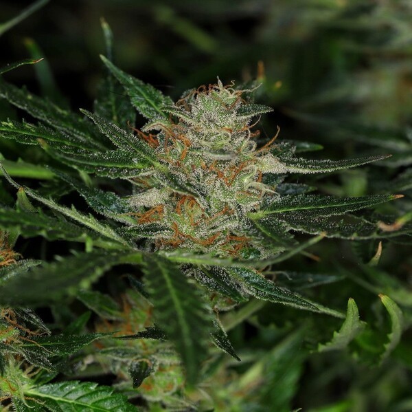 Dream Sherbet Auto
