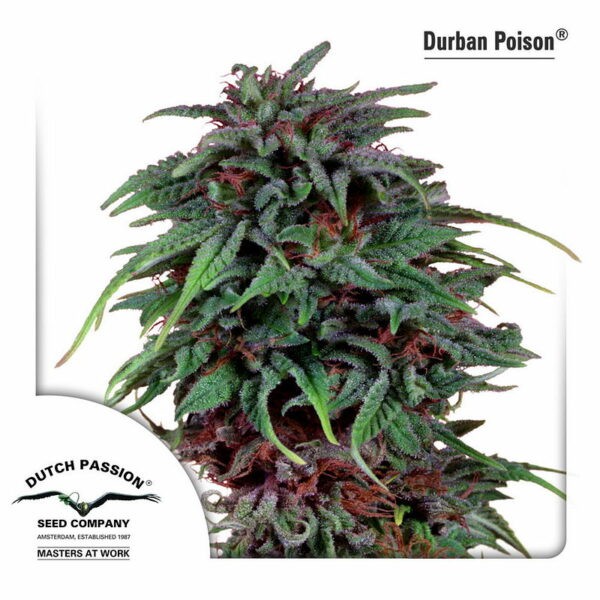 Durban Poison®