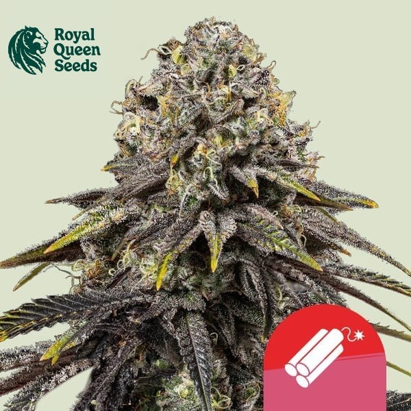 Dynamite Diesel
