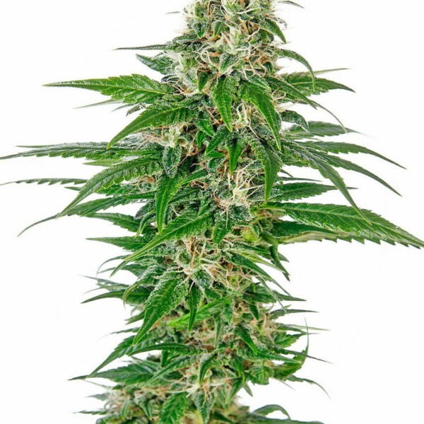 Early Skunk Automatic