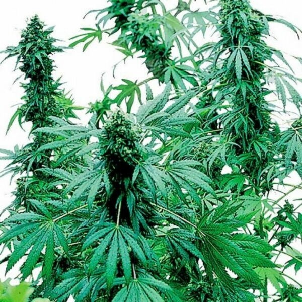 Early Skunk Feminized