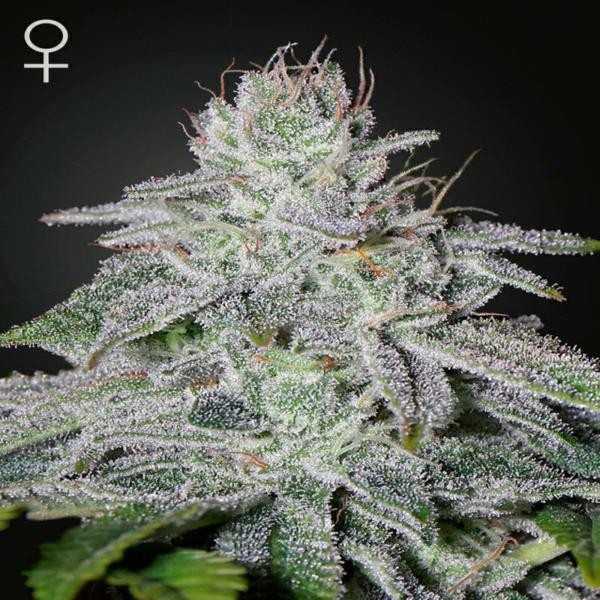 Franco’s Lemon Cheese