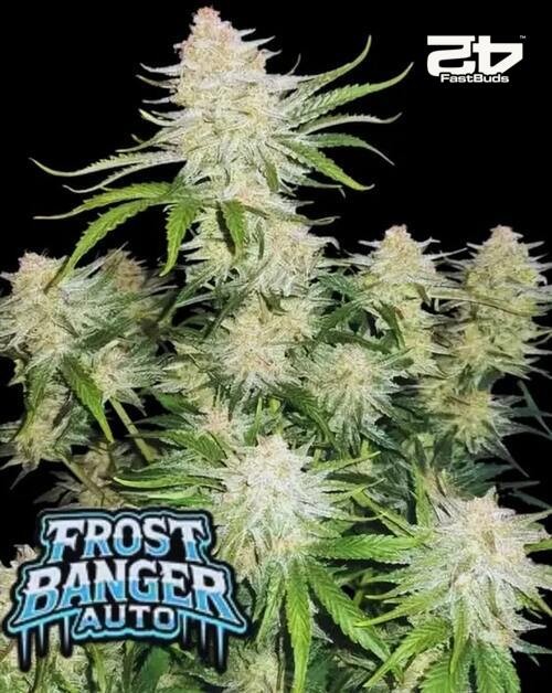 Frostbanger Auto