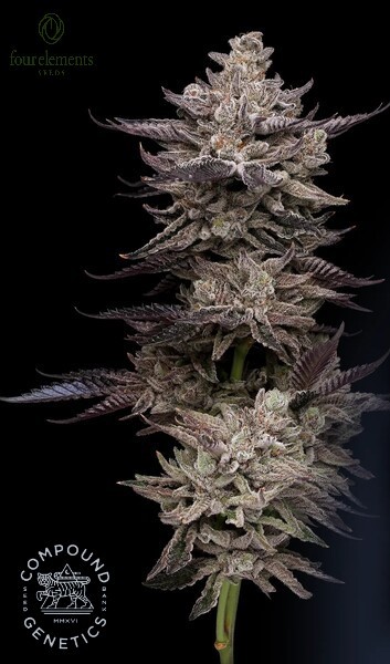 Frosted Fujis