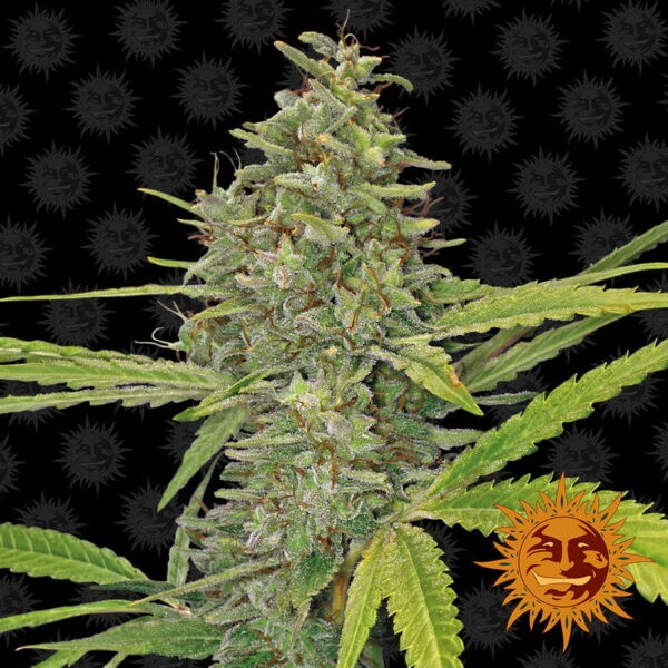 G13 Haze