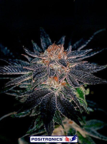 Gelato#47