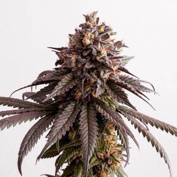 Gelato-K