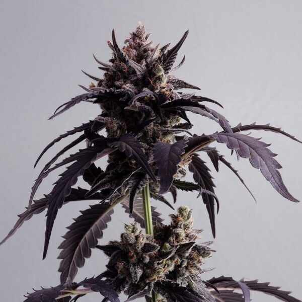 Ginger Punch Auto