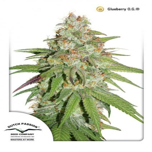 Glueberry OG®