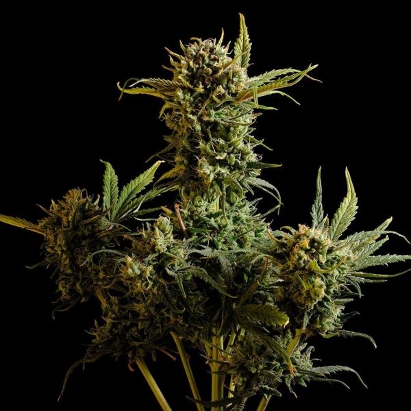 Gnomo Auto