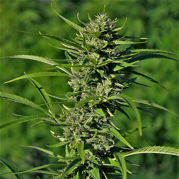 Golden Haze Feminized