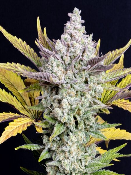 Gorilla Cookies Auto