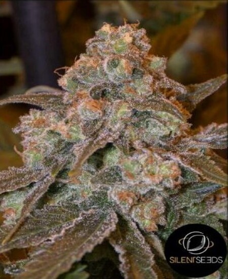 Gorilla Frost