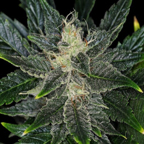 Gorilla King Auto