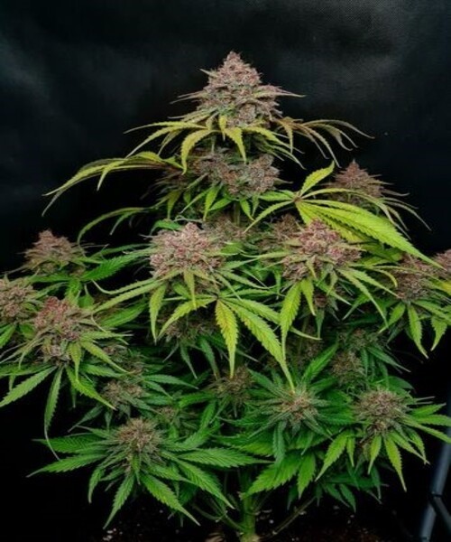 Gorilla Punch Auto
