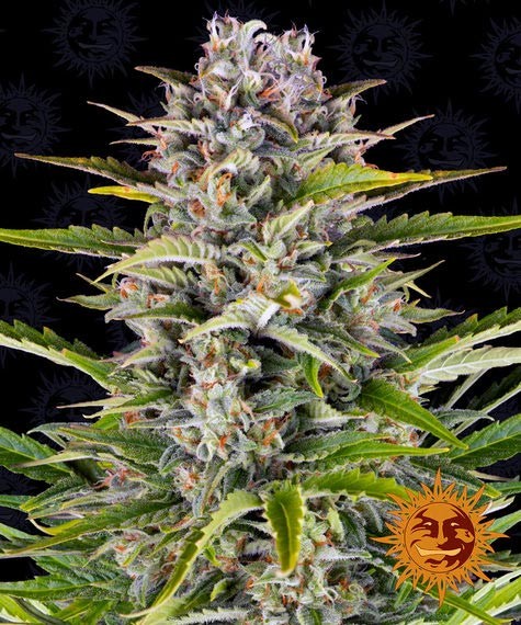 Gorilla Z Auto