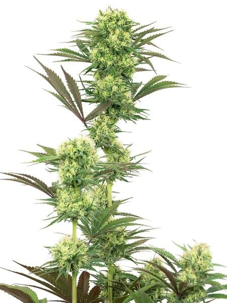 Guava Jelly Feminized