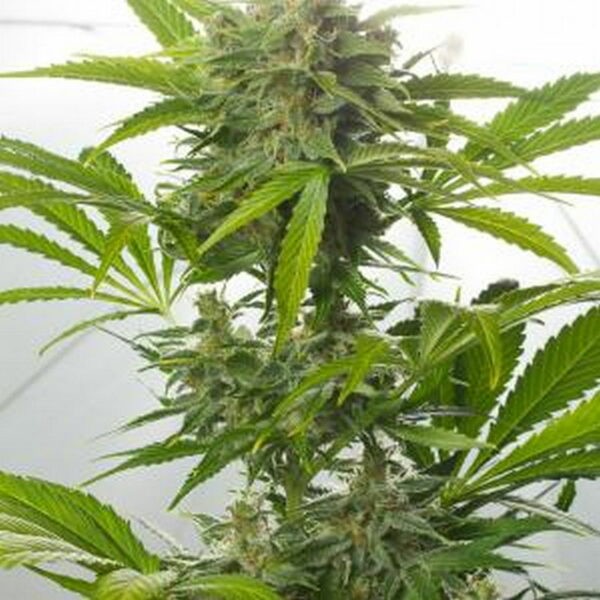 Haze XXL Autoflowering