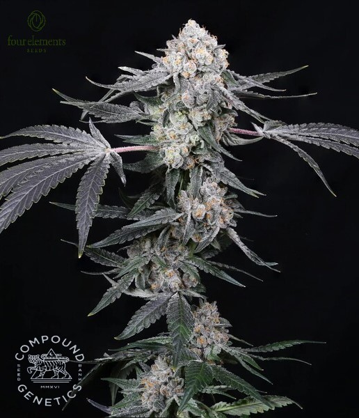 High Society