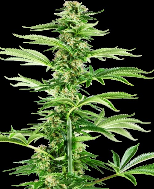 Honey Melon Haze Feminized