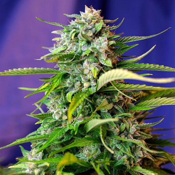 Jack 47 Auto®