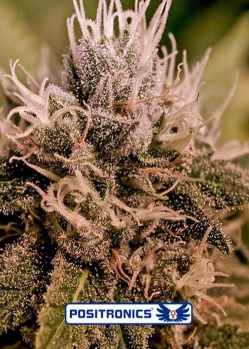 Jack Diesel Express