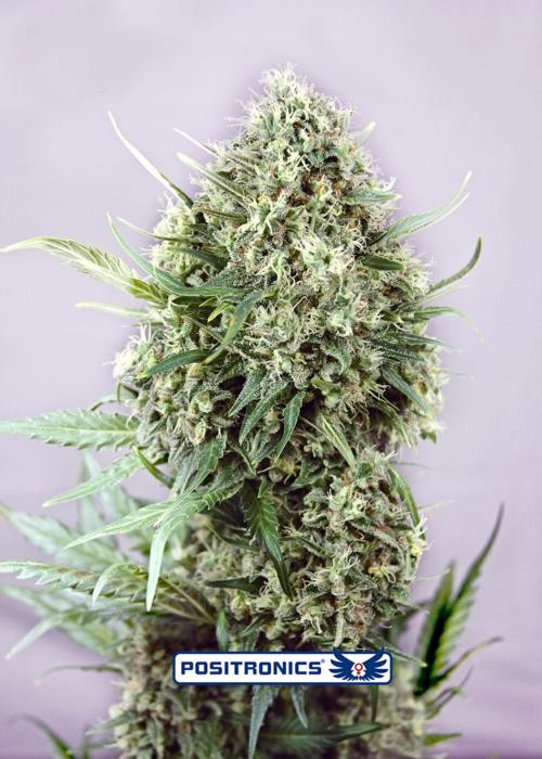 Jack Diesel