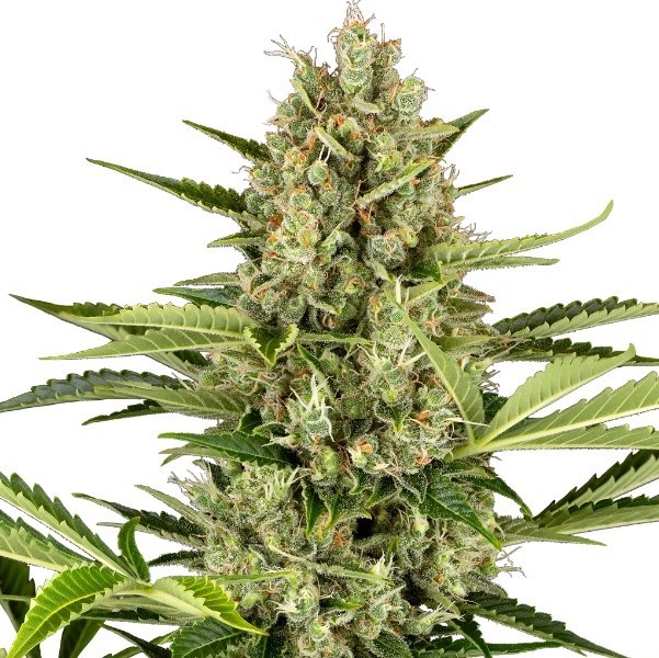 Jack Herer Automatic