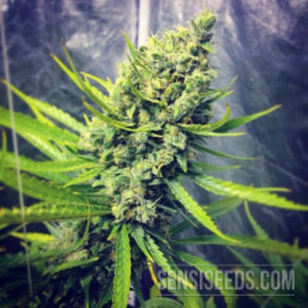 Jack Herer Feminized