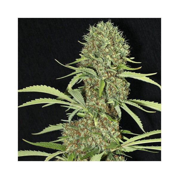 Jamaican Dream