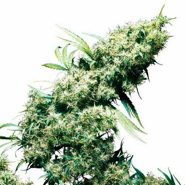 Jamaican Pearl Feminized