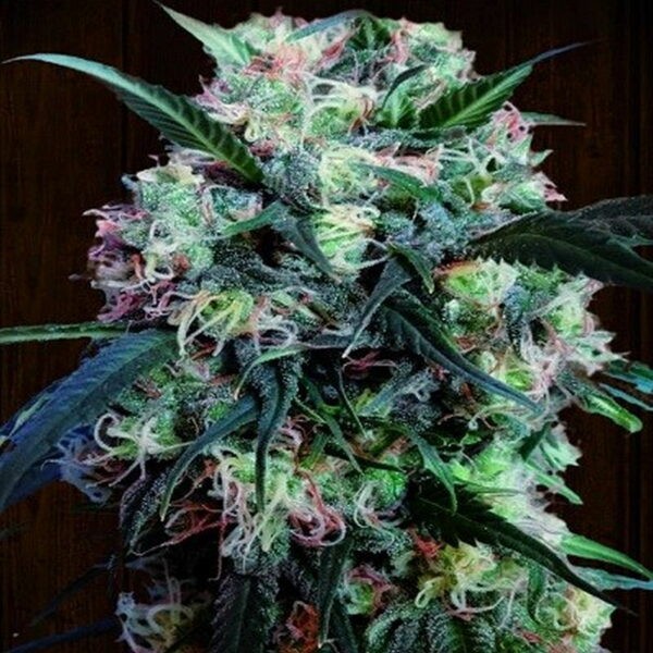Kali China Feminized