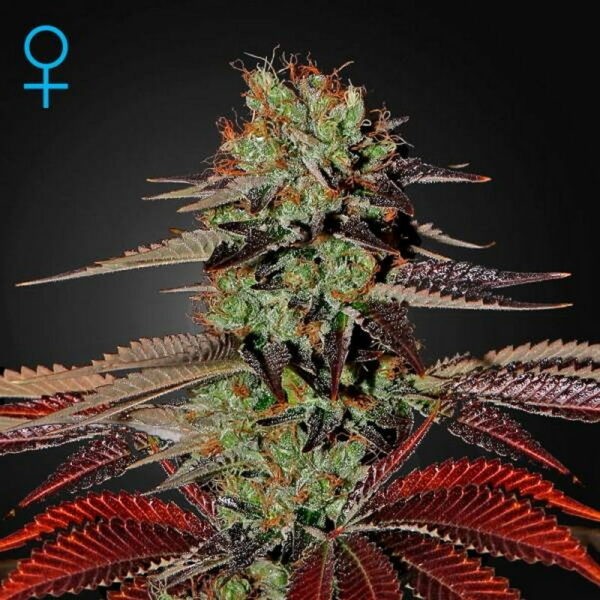 King’s Kush Auto