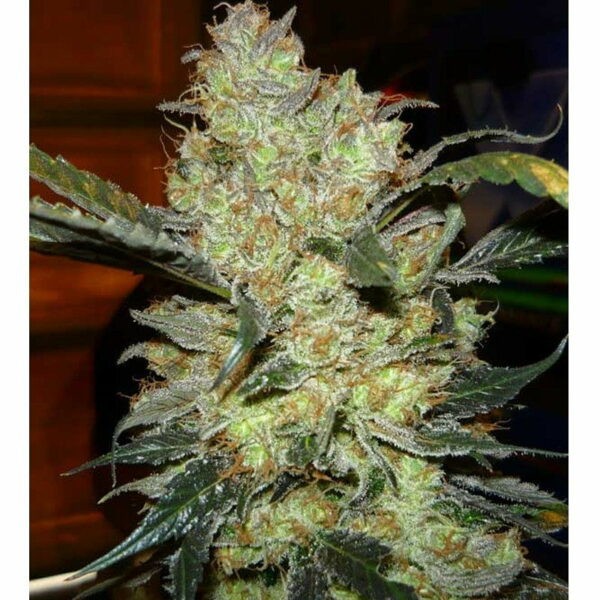 King’s Kush