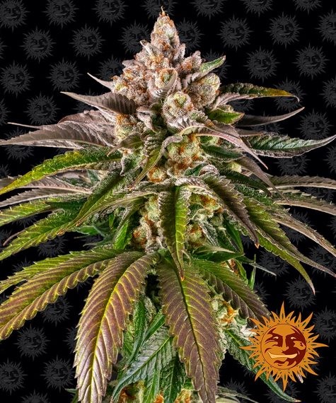 Kush Mintz