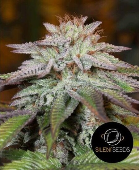 L.A. Vanilla Cake Auto