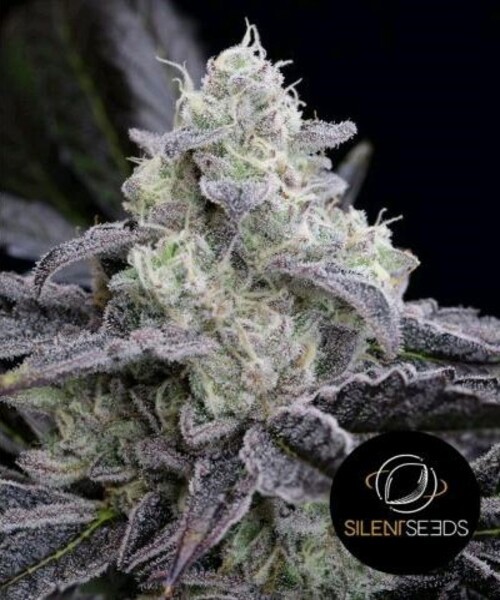 L.A.Vanilla Cake