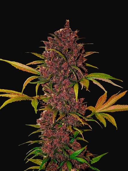 LSD-25 Auto
