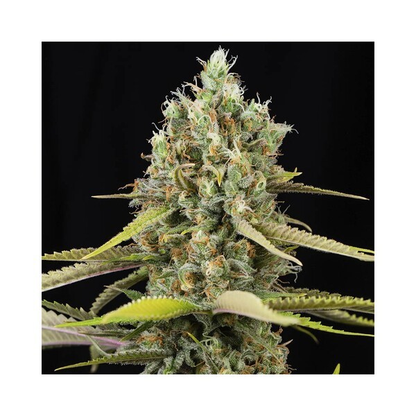 Lemon King