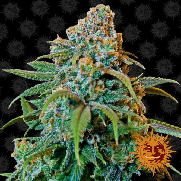 Liberty Haze