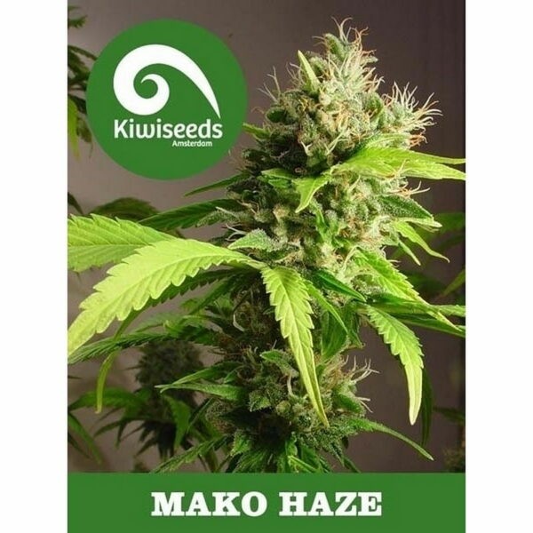 Mako Haze